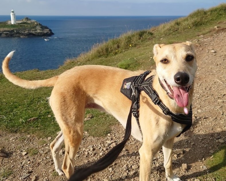 Lebanon Cottage with a dog at Godrevy in the sunshine with the lighthouse behind
