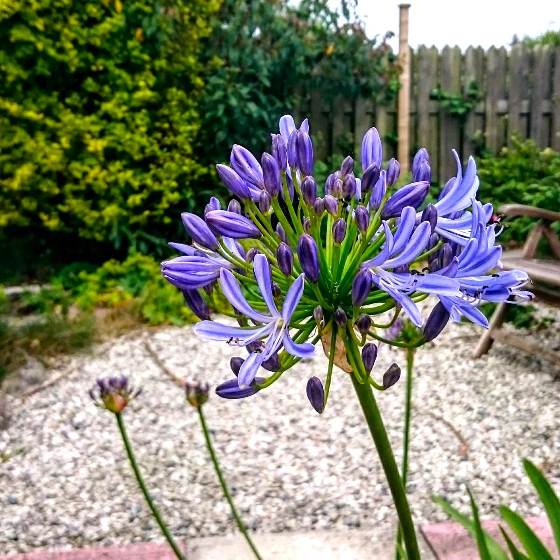 Lebanon Cottage garden close up of cornish agapanthus
