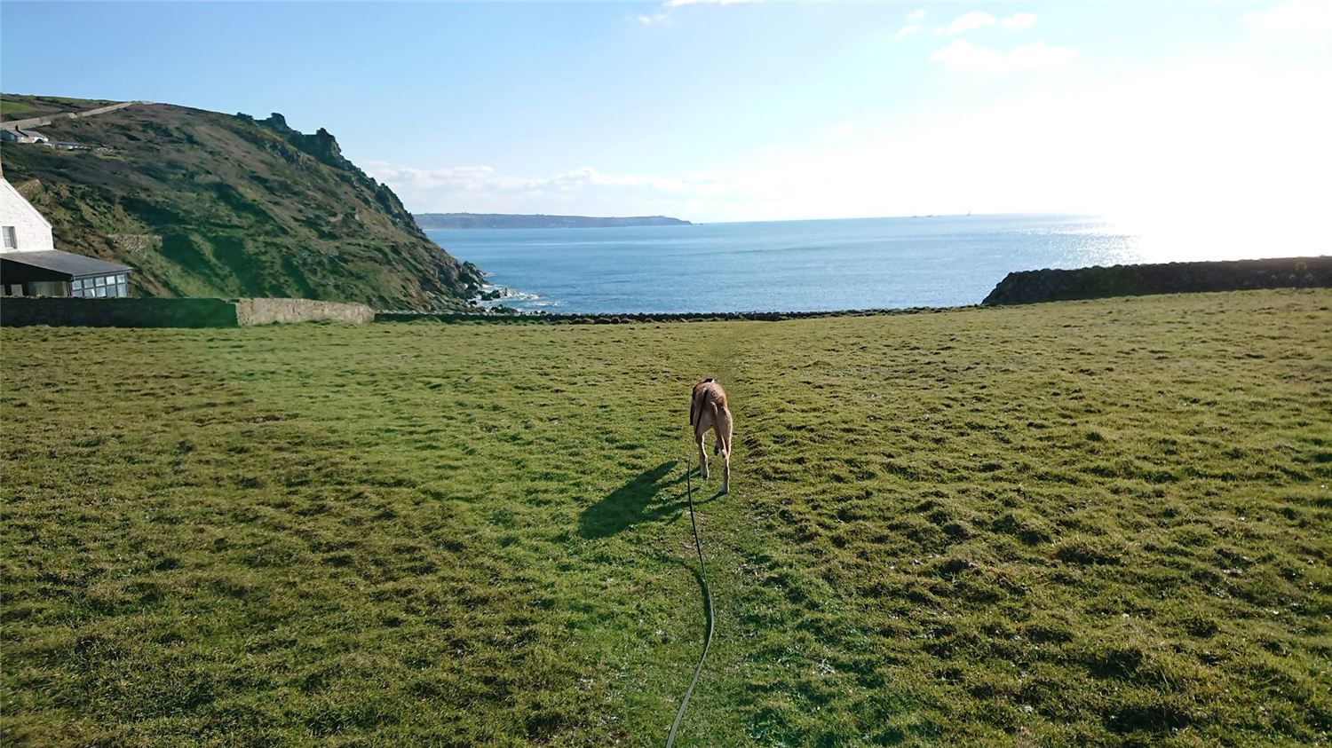 Lebanon Cottage, at Cape Cornwall with views to Land's End, with a dog on a long line in front