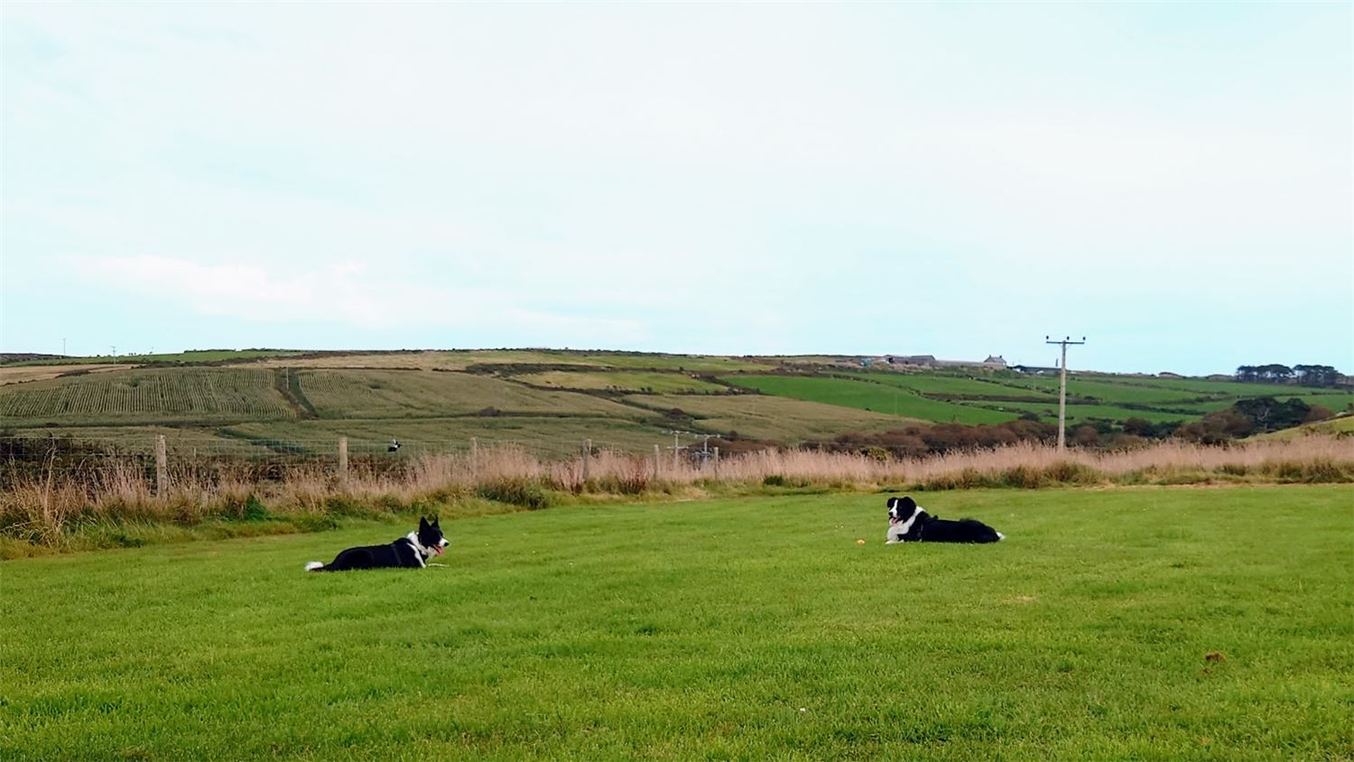 Lebanon Cottage guest dogs, two collies, enjoying the dog friendly play paddock