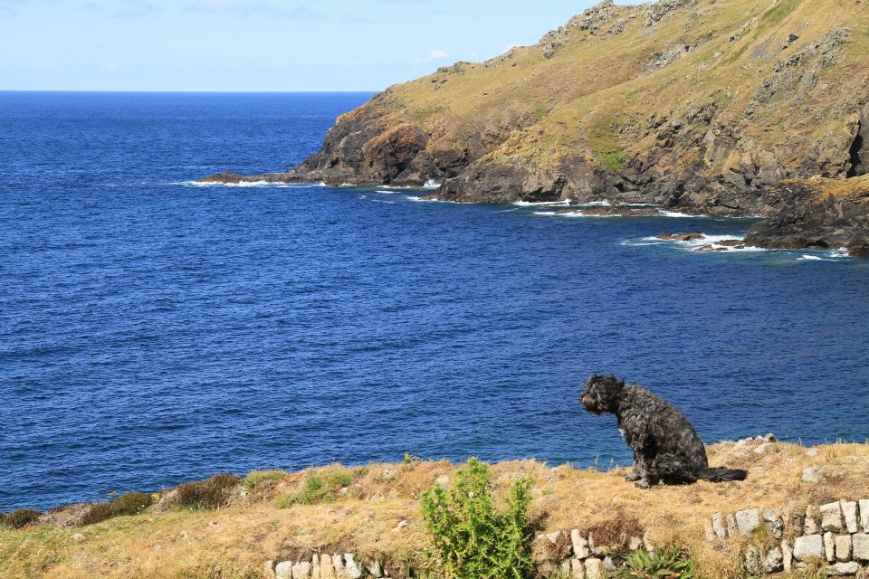 Lebanon Cottage at Cape Cornwall, blue sea, cliffs and a dog sitting looking out to sea