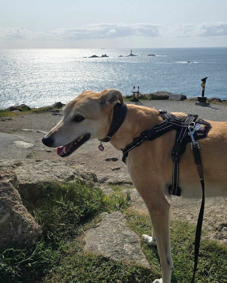 Land's End Cornwall, Longships with a happy lurcher dog in front in the sunshine